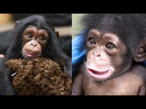 How Stevie Overcame the Odds and Stole Everyone’s Heart!