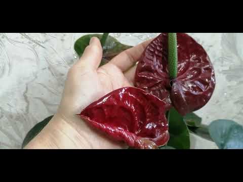 Антуриум. Цветение разных сортов.