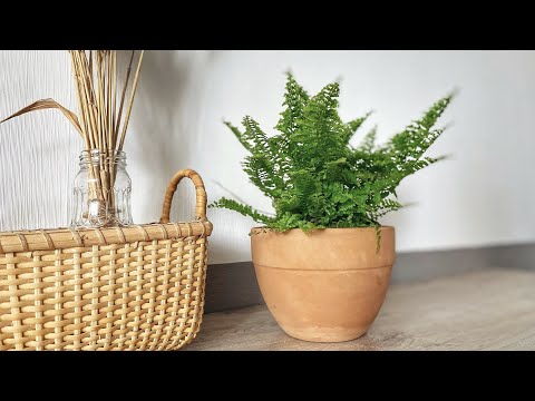 Нефролепис. Пересадка после покупки и уход