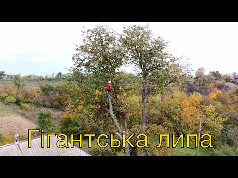 Обрізка небезпечної гілки липи над дахом будинку