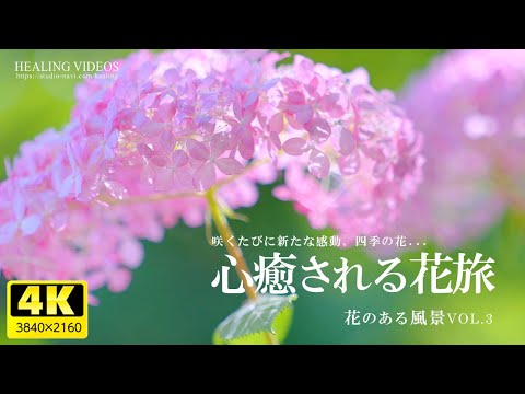 [Healing] A soothing flower trip | Enjoy the scenery with flowers VOL.3