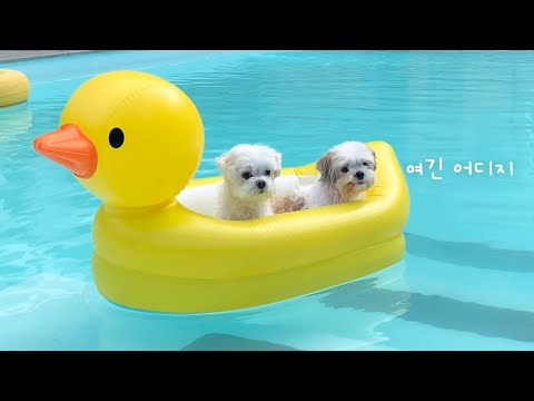 [ENG]First Overnight Trip for Two Malteses