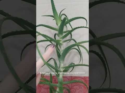 да я запустила свой алоэ