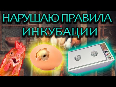 Эксперимент инкубации куриных яиц. Нарушаю все правила