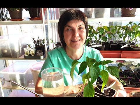 №1 Первые посадки 2025! Сеем правильно сладкий перец. Качественная рассада легко и просто.