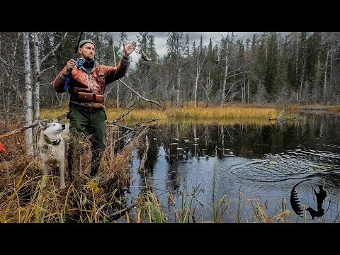 HUNTING, FISHING, POACHERS SHOT THE ELK. THE BEARS HAVE RETURNED.