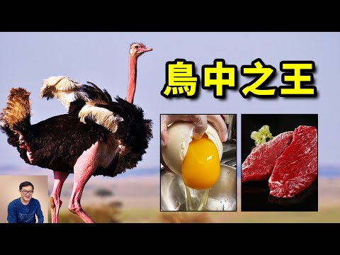 非洲至寶鴕鳥蛋，完勝牛肉的鴕鳥肉，鴕鳥會是下一種被馴服的家禽嗎？【老肉雜談】#動物 #野生動物 #非洲 #鴕鳥 #鳥