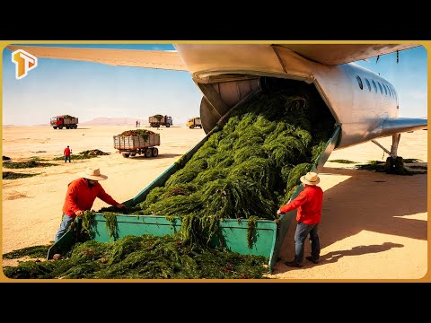 Africa Buried Tons of Seaweed in the Desert — What Happened Next Changed Everything