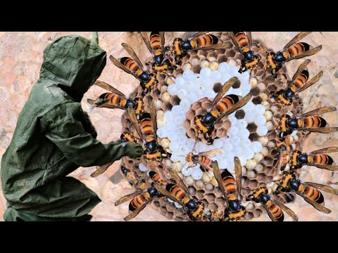The Scariest Bees Yet Everyone Hunts | Wild Bee Hunting Life