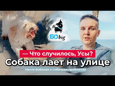 Что случилось, усы? Как научить собаку не лаять на людей.