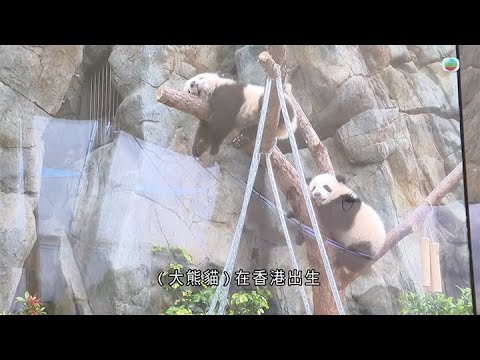 香港無綫｜7:30一小時新聞｜2025年2月6日｜