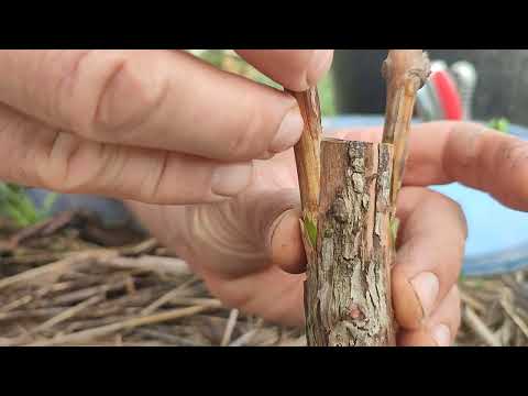 Прививка винограда черным по черному,в приклад на штамб куста.