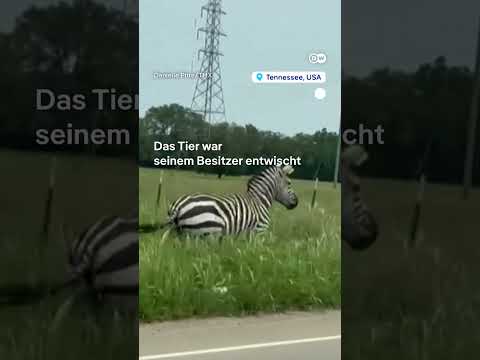 Kommt ein Zebra geflogen | DW Nachrichten