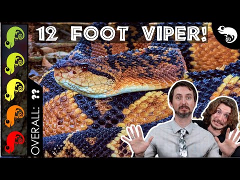 Bushmaster, The Best Pet Snake? @Chandler's Wild Life