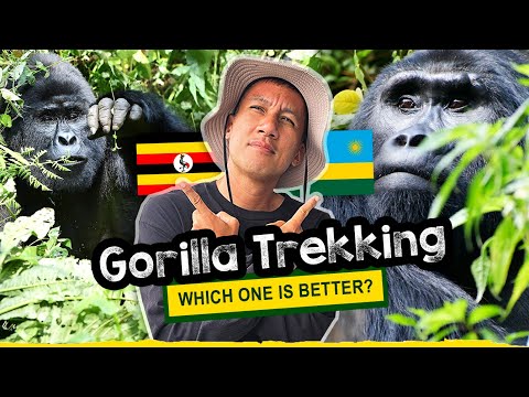 Epic Gorilla Trekking in Uganda vs. Rwanda │ A Powerful Wildlife Experience!