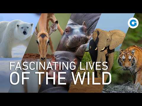 Nature’s Marvels: Elephants, Hippos & Rhinos, Antelopes, Bears and Cats | Extra Long Documentary