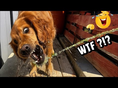 WHEN DOGS ACT LIKE TOTAL MENACE 😂🐾 – DOGS THAT WENT VIRAL