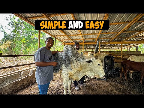 How To Start a Successful Cattle Farm as a BEGINNER in Ghana with LESS CAPITAL #cattlefarm #cattle