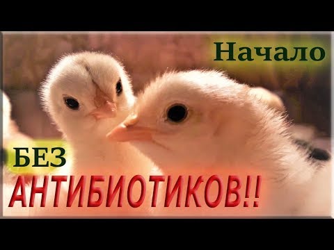 Выращивание цыплят БЕЗ АНТИБИОТИКОВ! Первые 10 дней
