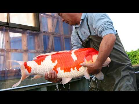 Japan's Secrets: Farming The Most Expensive Fish in The World!