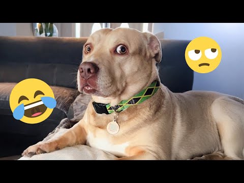 I dare you not to LAUGH at these FUNNY DOGS 😁🦮 - Best Funny Animals Videos 2025 #176