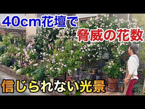 【極狭花壇】バラとクレマチスを物凄い咲かせる大阪の個人庭　　【カーメン君】【濱川庭】【ガーデニング】【初心者】