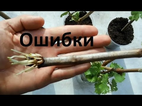 Укоренение винограда от А до Я. Основные ошибки