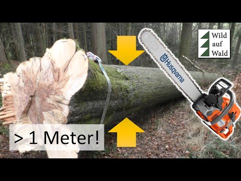 🌲An ancient beech tree is being felled with a Husqvarna 572 XPG #wildaboutforest