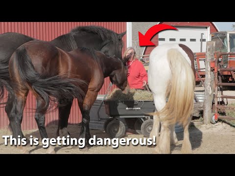 Feeding Time is Getting Dangerous!