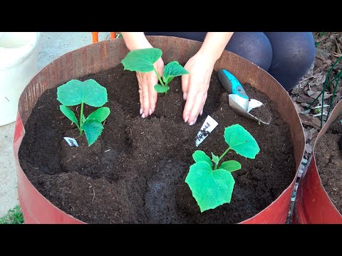 МАЛО МЕСТА МНОГО ОГУРЦОВ! ПОСАДКА ОГУРЦОВ В БОЧКУ!