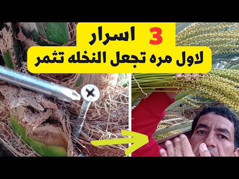 لو عايز النخيل و الفسائل تثمر وتنمو بسرعه كبيره وتخرج فسائل وهى صغيره اليك الاسرار لن تسمعها من قبل