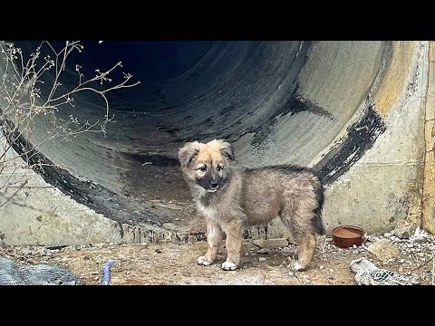 Scared to Death Puppy Struggling to Survive Until Truck Driver Spotted Her