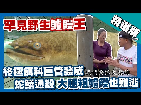 台灣第一等【鱸鰻女王蛇鱔通殺 巨管出馬 25 斤野生鱸鰻也難逃】台中 _精選版