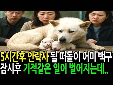 5시간 후 안락사 앞둔 떠돌이 개 어미 백구, 잠시 후 기적같은 일이 벌어지는데