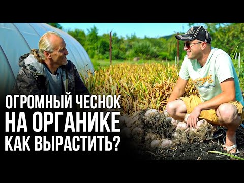 Как получить 50 килограмм чеснока с 10 кв.метров? / Чесночная грядка / Чеснок подкормка и уход