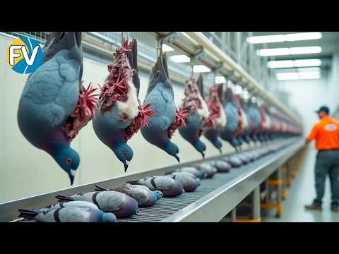 💰¡95 MIL MILLONES en Palomas! ¿Cómo Funciona la Gigantesca Industria en Asia?