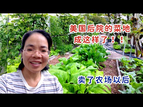 小农场卖掉后，美国后院的菜地变成这样了，佛州的冬天都有什么？