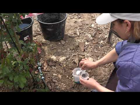 подкормка роз поврежденных возвратными заморозками. питомник роз полины козловой rozarium.biz