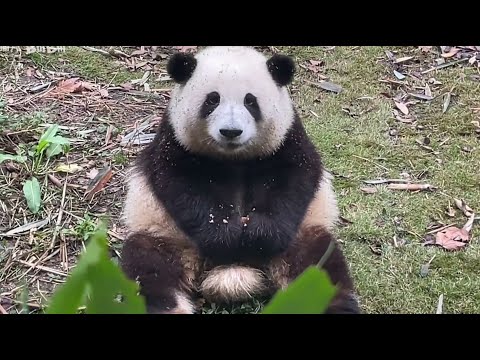 11.04 花脸猫和花边吃边嗯嗯叫，弟弟帮姐姐打扫饭桌~HeHua makes cute sound while eating, HeYe cleans sister's belly table