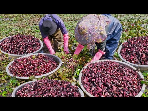 2000 kg! Red Water Caltrop Harvesting, Water Caltrop Peeling Skills/2000公斤大豐收！台南紅菱採收, 菱角仁剝殼技巧, 菱角排骨湯