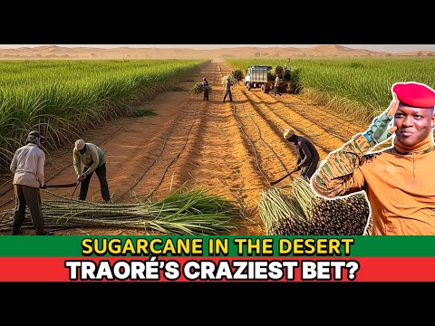 What’s REALLY Behind Traoré’s Sugarcane Plan to Revive the Sahel Desert?