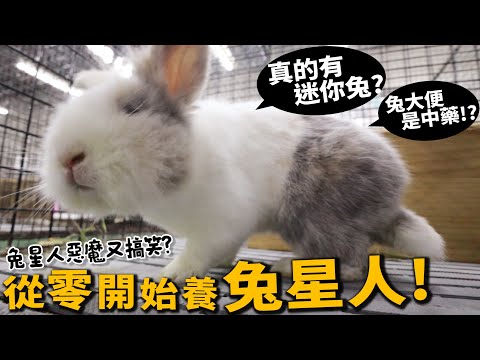 【從零開始養】兔子!真的有迷你兔?上百隻等包養!母兔也會亂騎!!【許伯簡芝】