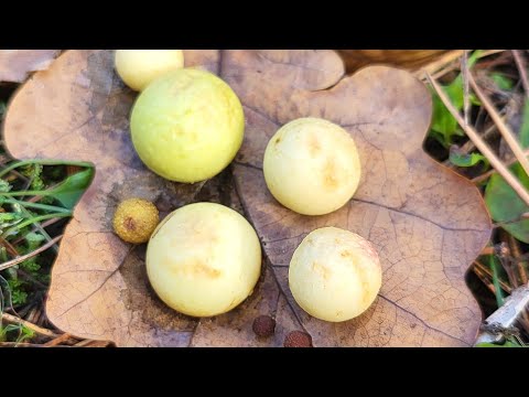 З нами за груздями