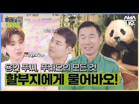 [1회 요약] 푸바오의 탄생부터 쌍둥바오 까지! 강철원 할부지가 알려주는 푸바오의 모든 것🐼 #푸바오와할부지 l SBSNOW