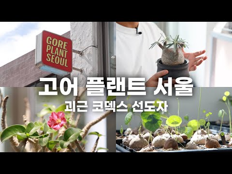 Korea's most famous Codex cactus store review and tour ㅣ Gore Plant Seoul