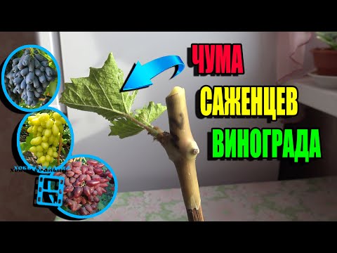 БОЛЕЗНЬ, КОТОРАЯ УНИЧТОЖАЕТ САЖЕНЦЫ ВИНОГРАДА. СЕВЕРНЫЙ ВИНОГРАДНИК 23-10