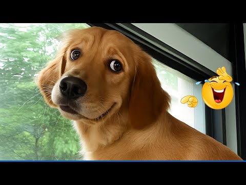 I'm 101% SURE that you will LAUGH EXTREMELY HARD 🐶 The Funniest Cat & Dog Moments Compilation 😹 😂