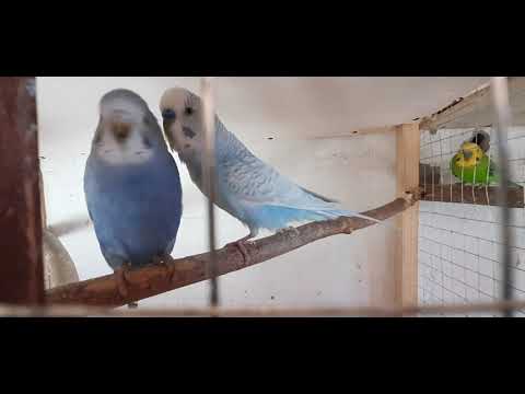 Сколько птенцов вылупится у пары попугаев. Разведение волнистых попугаев. Вылупление птенцов.