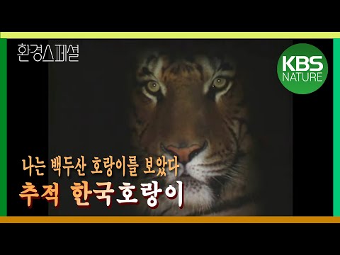 KBS 일요스페셜 – 추적 한국호랑이 / KBS 19970818 방송