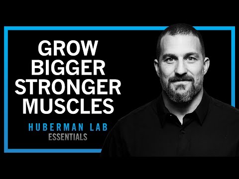 Build Muscle Size, Increase Strength & Improve Recovery | Huberman Lab Essentials